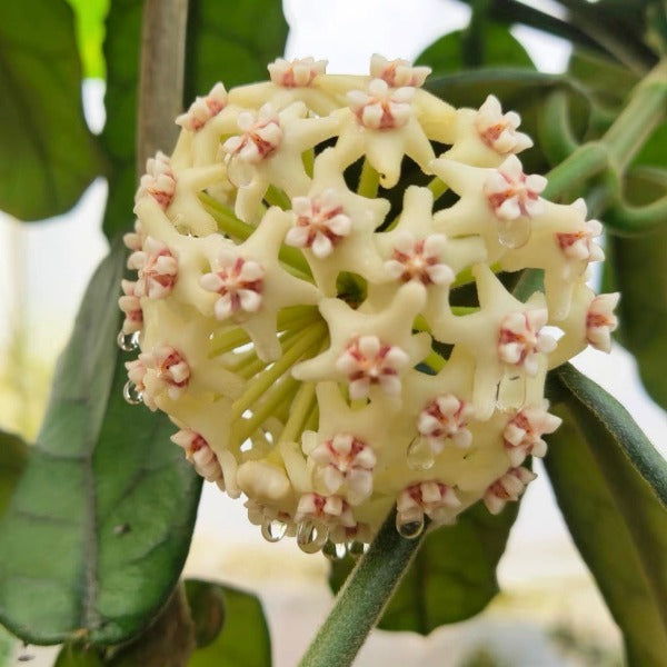 大方葉球蘭（ Hoya villosa ）