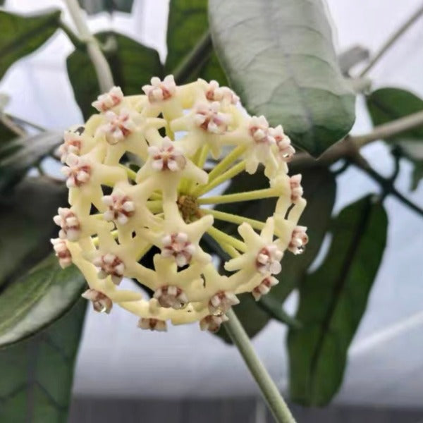 大方葉球蘭（ Hoya villosa ）