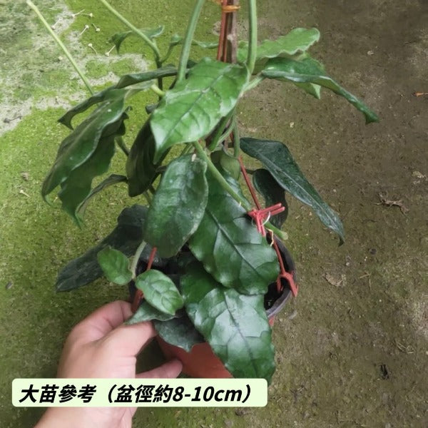 大方葉球蘭（ Hoya villosa ）