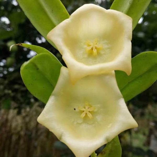 玉碗球蘭（ Hoya yingjiangensis ）