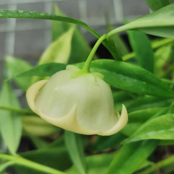 玉碗球蘭（ Hoya yingjiangensis ）