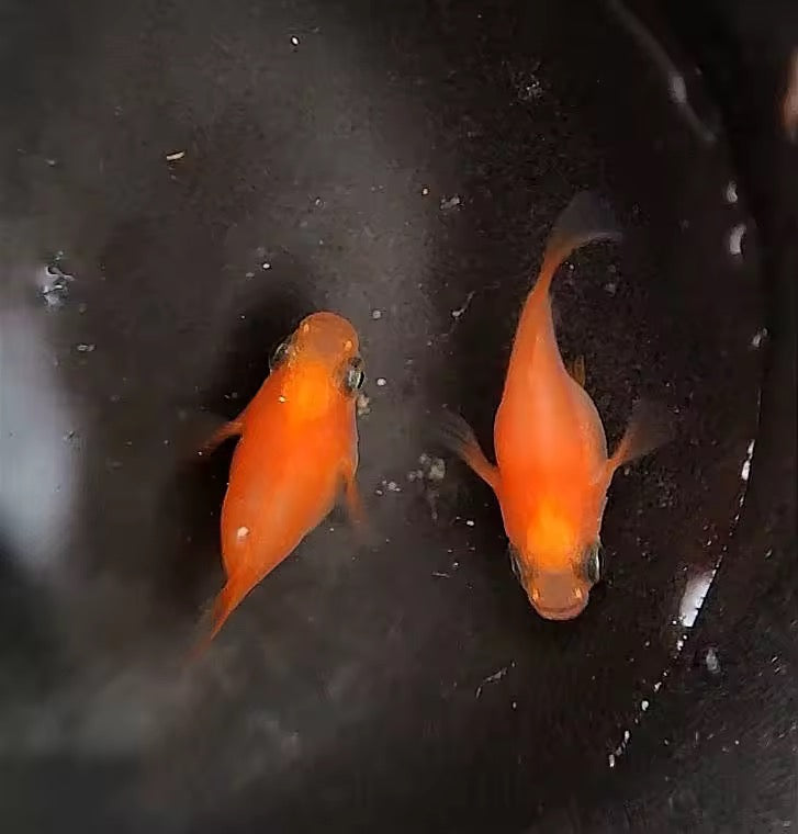 初戀球體青鱂稻田魚（ Oryzias latipes ）