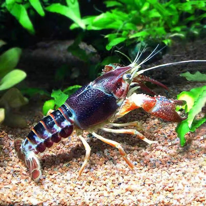 三色幽靈美螯（ Procambarus clarkii ) - 森流 GreenFlow - 動植物造景專門店