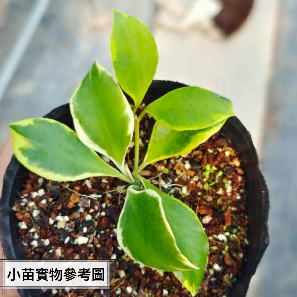 休斯科爾粉花外錦球蘭 ( Hoya heuschkeliana albomarginata ) - 森流 GreenFlow - 動植物造景專門店