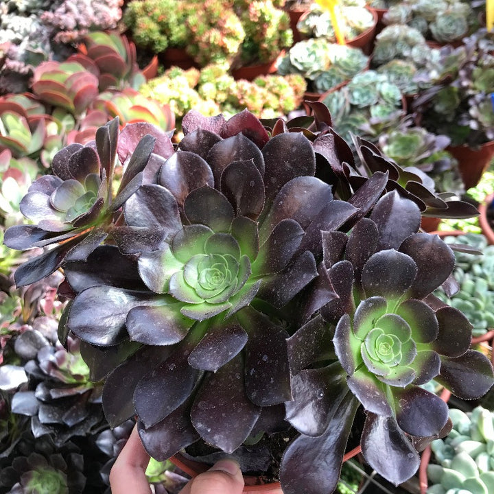 黑法師 蓮花掌屬 Black Magic(Aeonium)