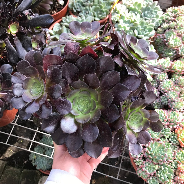 黑法師 蓮花掌屬 Black Magic(Aeonium)