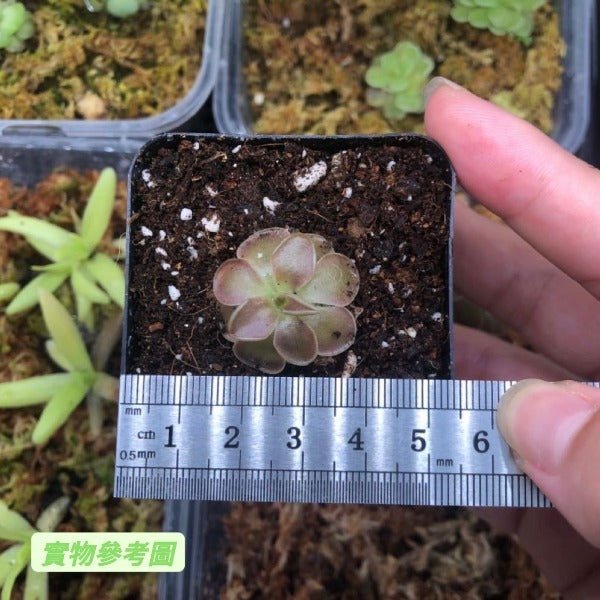 墨蘭捕蟲堇 Pinguicula moranensis f.rosei - 森流 GreenFlow - 動植物造景專門店