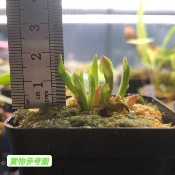 小太陽瓶子草 Heliamphora minor - 森流 GreenFlow - 動植物造景專門店