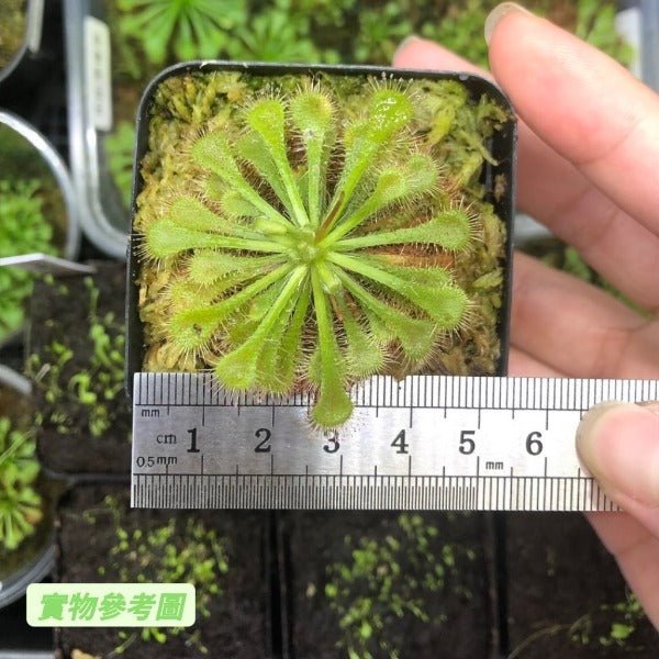 小毛氈苔茅膏菜 Spoonleaf Sundew ( Drosera spatulata ) - 森流 GreenFlow - 動植物造景專門店