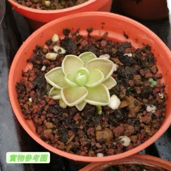 愛蘭捕蟲堇 Butterworts(Pinguicula ehlersiae) - 森流 GreenFlow - 動植物造景專門店