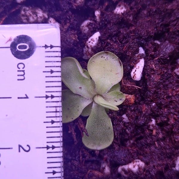 捕蟲堇屬 Butterworts Pinguicula emarginata x hemiepiphytica - 森流 GreenFlow - 動植物造景專門店