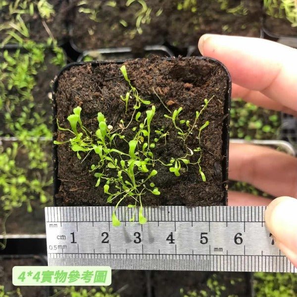 小藍兔狸藻 Sanderson's bladderwort ( Utricularia sandersonii ' Blue ' ) - 森流 GreenFlow - 動植物造景專門店