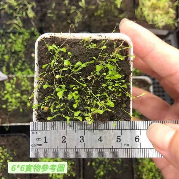 小藍兔狸藻 Sanderson's bladderwort ( Utricularia sandersonii ' Blue ' ) - 森流 GreenFlow - 動植物造景專門店