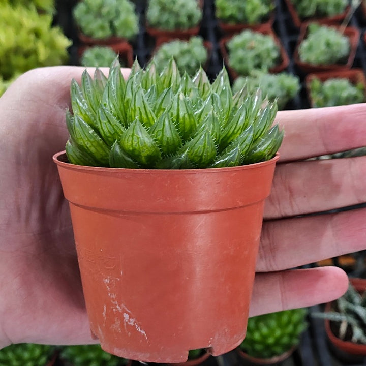 櫻水晶 ( Haworthia cooperi  )