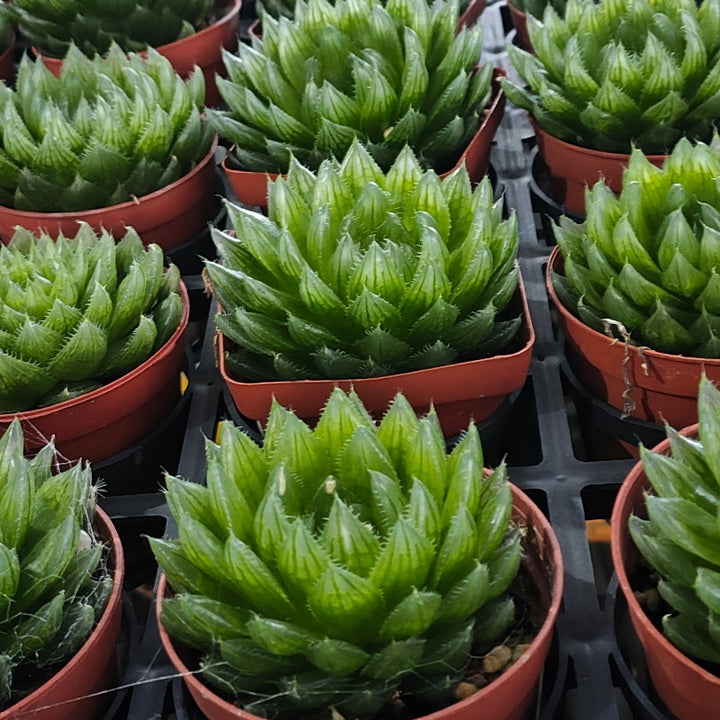 櫻水晶 ( Haworthia cooperi  )