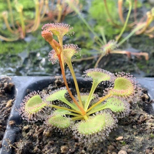 岩生毛氈苔 （Drosera sp. ） - 森流 GreenFlow - 動植物造景專門店