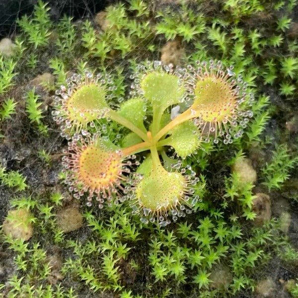 岩生毛氈苔 （Drosera sp. ） - 森流 GreenFlow - 動植物造景專門店