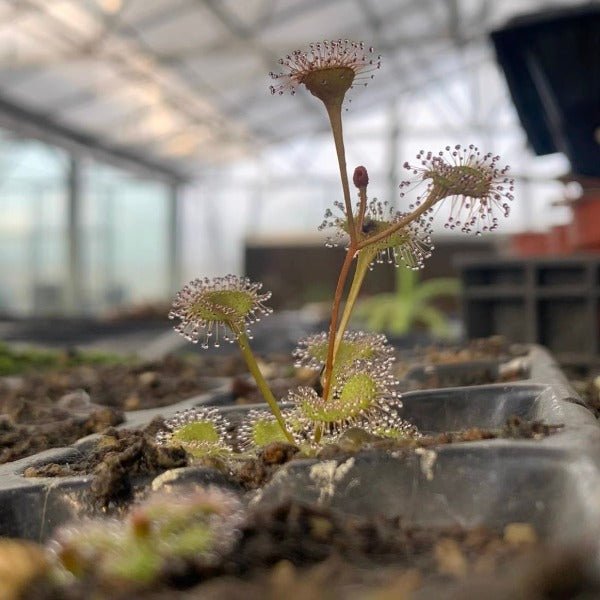 岩生毛氈苔 （Drosera sp. ） - 森流 GreenFlow - 動植物造景專門店