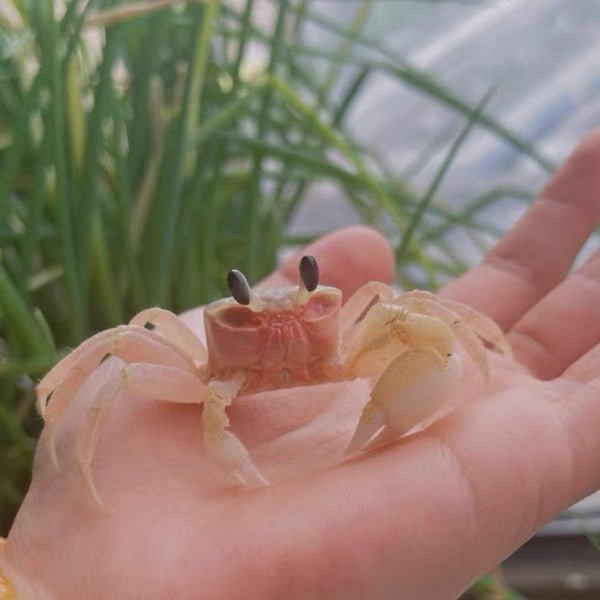 中華沙蟹 Sand Crab（ Ocypode cordimand ） - 森流 GreenFlow - 動植物造景專門店