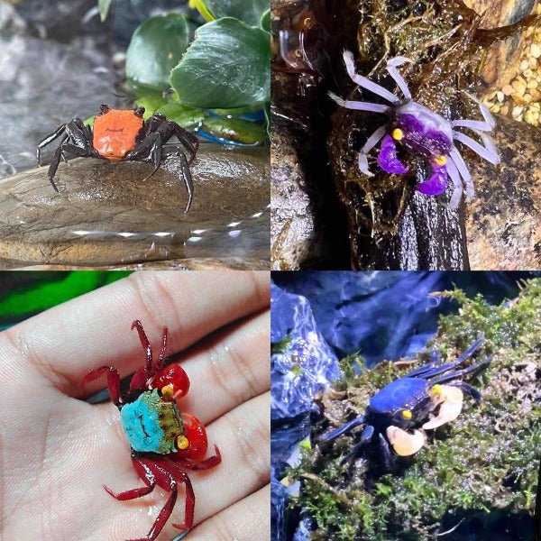 惡魔蟹BB（顏色性別隨機） Mixed Color Vampire Baby Crabs - 森流 GreenFlow - 動植物造景專門店