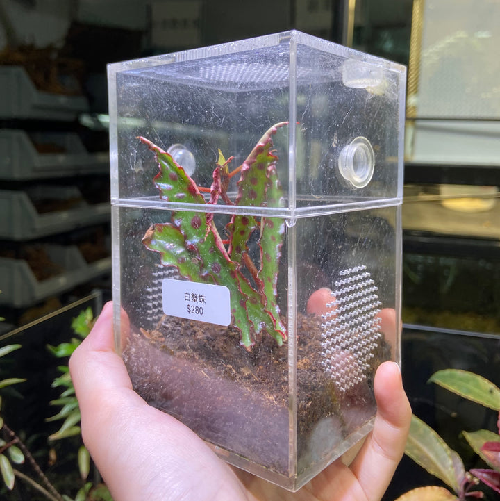 昆蟲飼養盒 跳蛛盒 大 Jumping Spider / Mantis Enclosure Cage Terrarium - 森流 GreenFlow - 動植物造景專門店