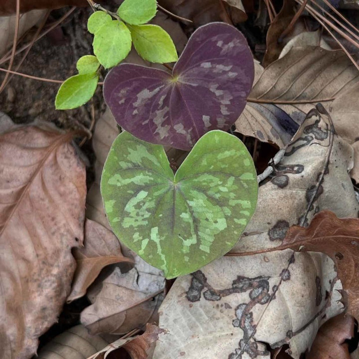 異色山藥（ Dioscorea discolor）