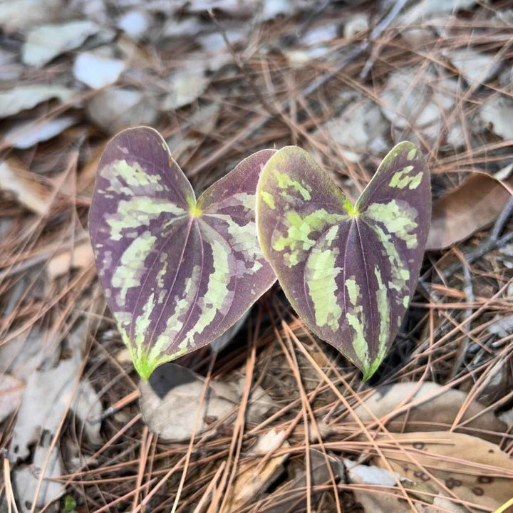 異色山藥（ Dioscorea discolor）