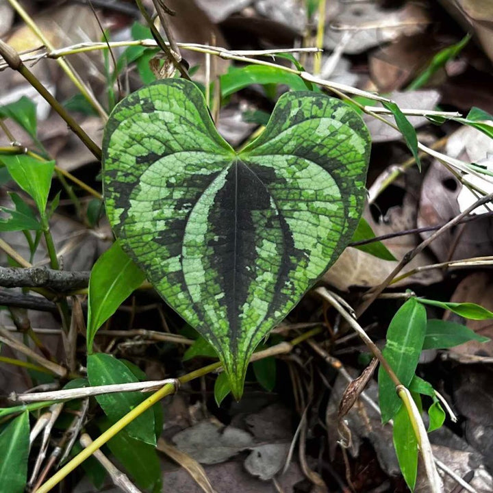 異色山藥（ Dioscorea discolor）