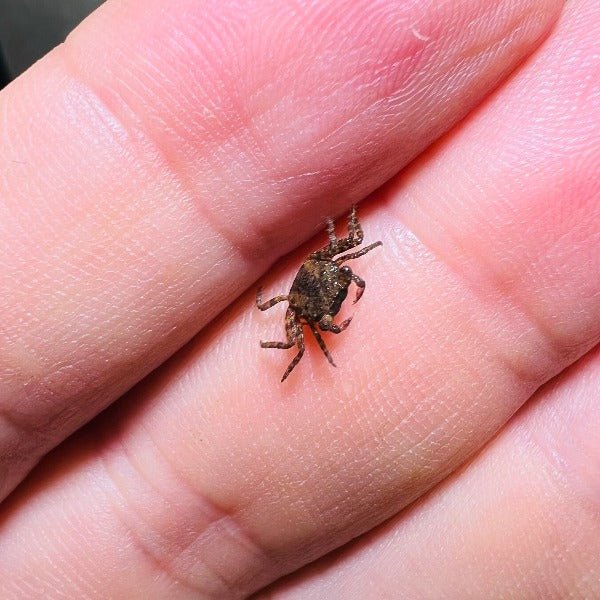 惡魔蟹BB（顏色性別隨機） Mixed Color Vampire Baby Crabs - 森流 GreenFlow - 動植物造景專門店