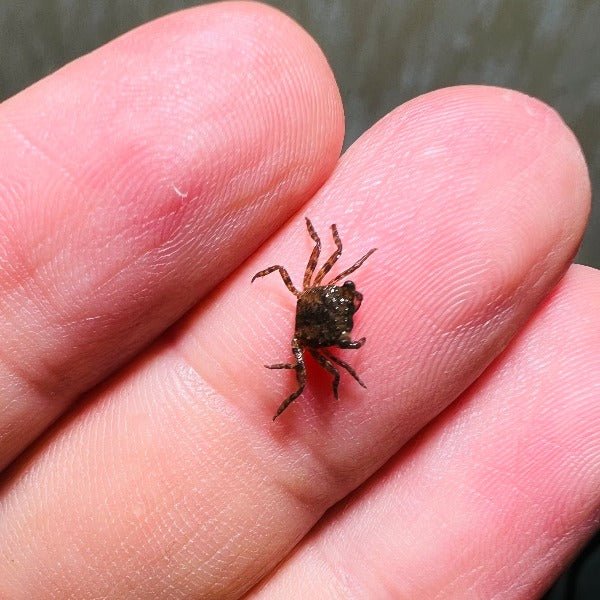 惡魔蟹BB（顏色性別隨機） Mixed Color Vampire Baby Crabs - 森流 GreenFlow - 動植物造景專門店