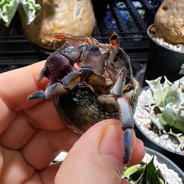 日本紫陸寄居蟹 Japanese Blueberry Hermit Crab ( Coenobita Purpureus )