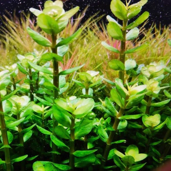 印度小圓葉 Indian Toothcup ( Rotala indica ) - 森流 GreenFlow - 動植物造景專門店