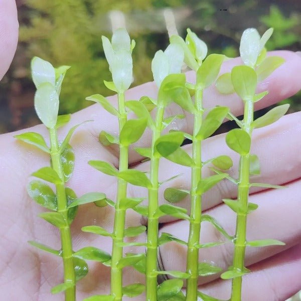 印度小圓葉 Indian Toothcup ( Rotala indica ) - 森流 GreenFlow - 動植物造景專門店