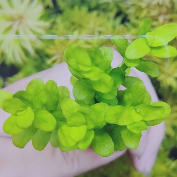 印度小圓葉 Indian Toothcup ( Rotala indica ) - 森流 GreenFlow - 動植物造景專門店