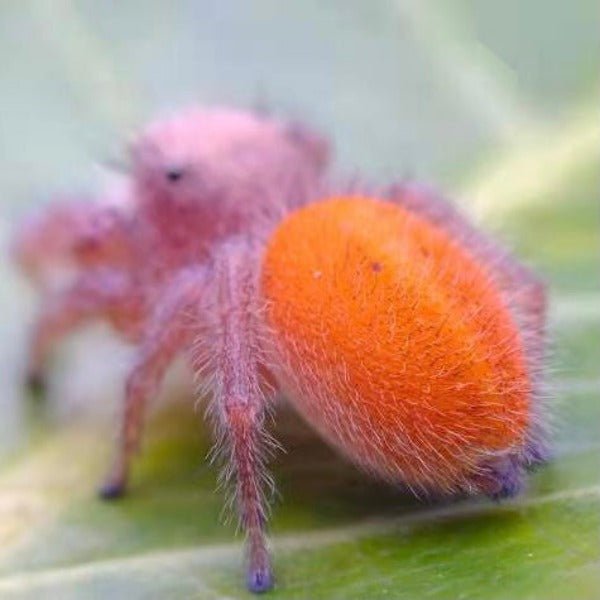 教皇跳珠 Jumping Spider ( Phidippus pius ) - 森流 GreenFlow - 動植物造景專門店