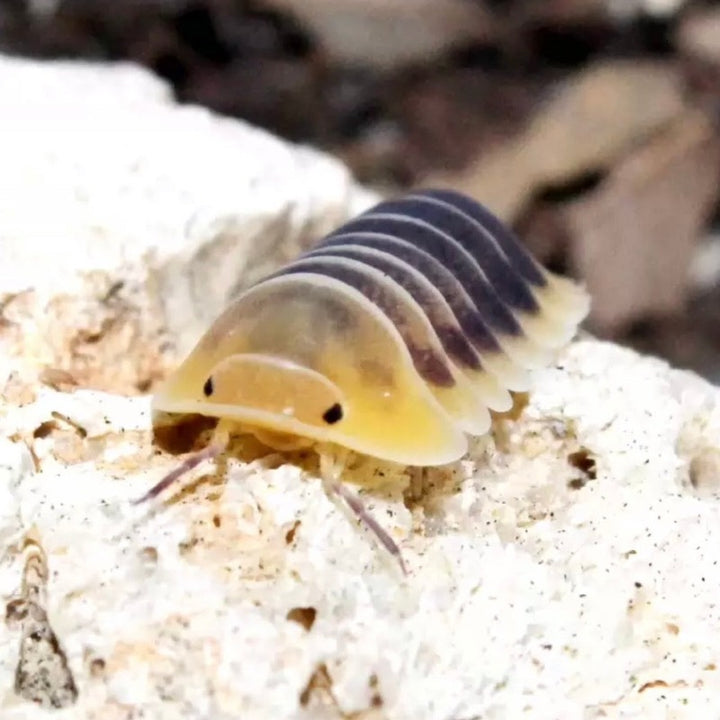 木星鼠婦 Jupiter Isopods（ Cubaris sp.‘ Jupiter ’ ）