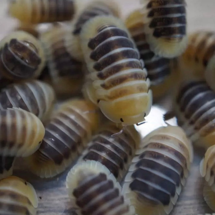 木星鼠婦 Jupiter Isopods（ Cubaris sp.‘ Jupiter ’ ）