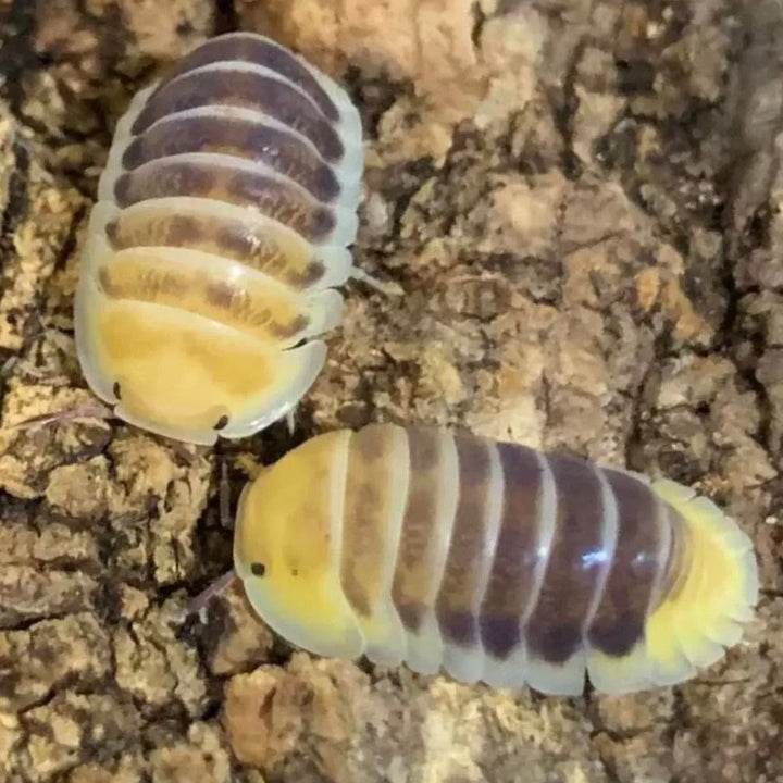 木星鼠婦 Jupiter Isopods（ Cubaris sp.‘ Jupiter ’ ）