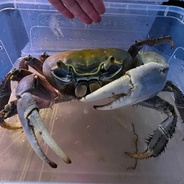 關氏圓軸蟹 Land Crab ( Cardisoma guanhumi )