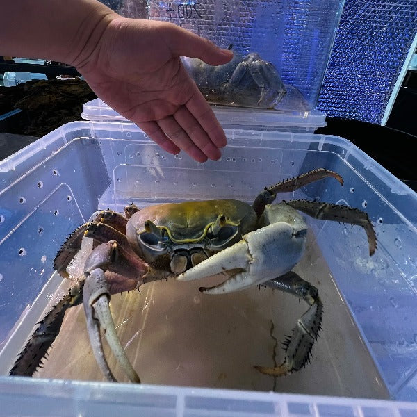 關氏圓軸蟹 Land Crab ( Cardisoma guanhumi )