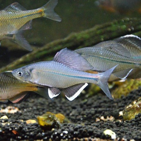 彩鱊 Long Fin Bitterling ( Acheilognathus imberbis ) - 森流 GreenFlow - 動植物造景專門店