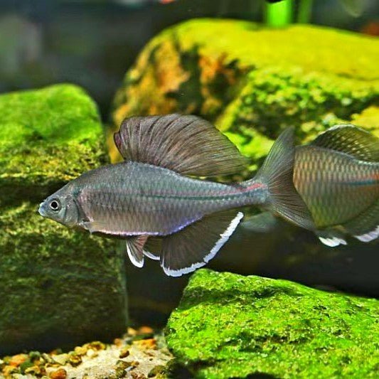 彩鱊 Long Fin Bitterling ( Acheilognathus imberbis ) - 森流 GreenFlow - 動植物造景專門店