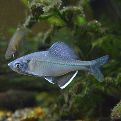 彩鱊 Long Fin Bitterling ( Acheilognathus imberbis ) - 森流 GreenFlow - 動植物造景專門店