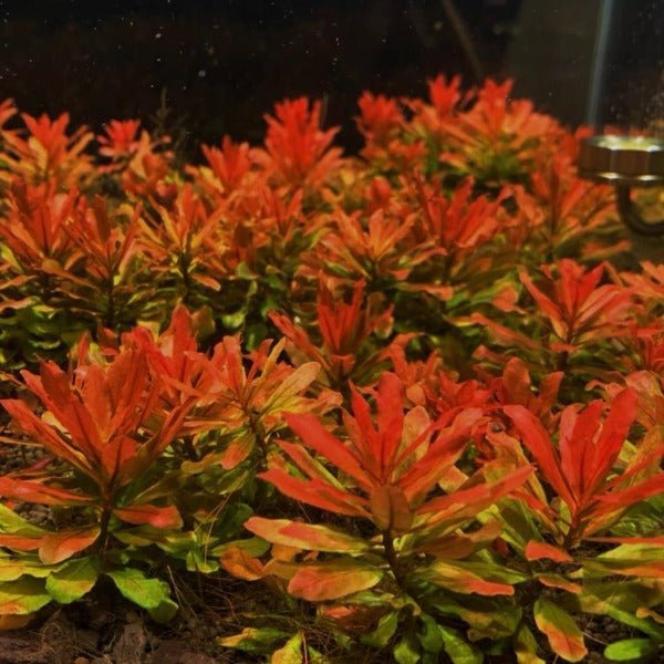 北美丁香 Ludwigia Pilosa ( Ludwigia sphaerocarpa ) - 森流 GreenFlow - 動植物造景專門店