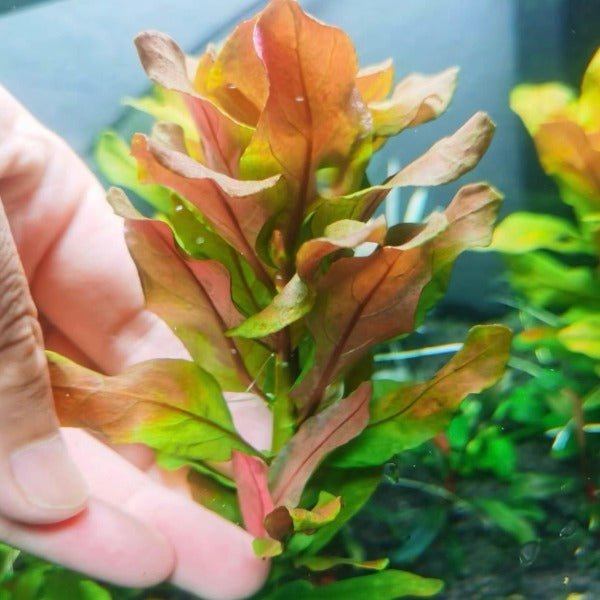 北美丁香 Ludwigia Pilosa ( Ludwigia sphaerocarpa ) - 森流 GreenFlow - 動植物造景專門店