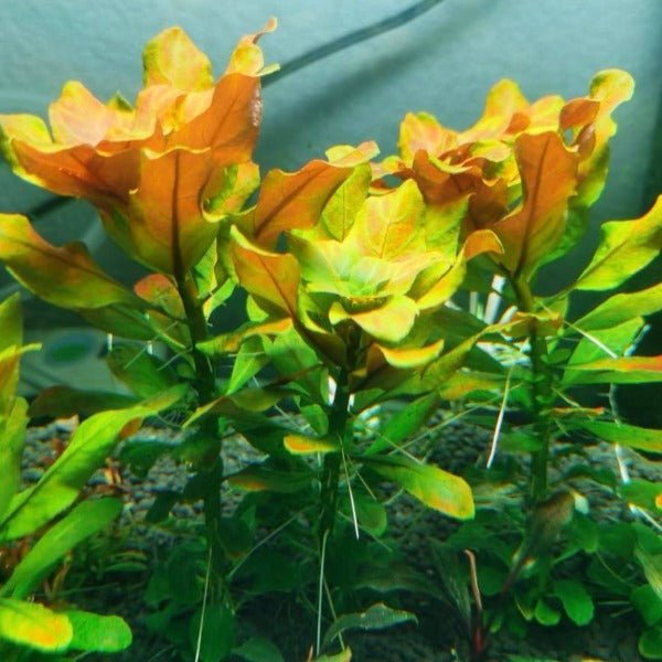 北美丁香 Ludwigia Pilosa ( Ludwigia sphaerocarpa ) - 森流 GreenFlow - 動植物造景專門店