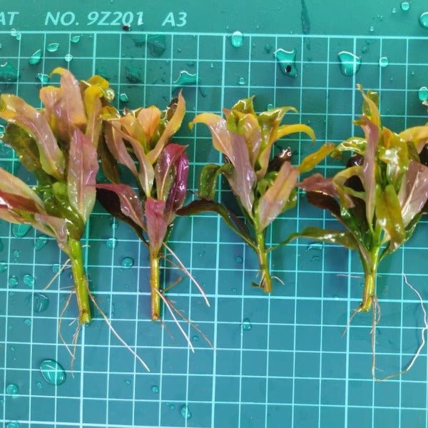 北美丁香 Ludwigia Pilosa ( Ludwigia sphaerocarpa ) - 森流 GreenFlow - 動植物造景專門店