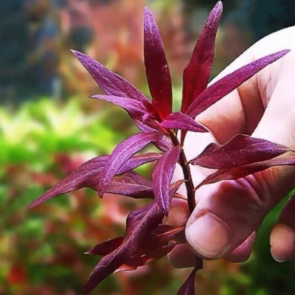 大紅葉 ( Ludwigia glandulosa ) - 森流 GreenFlow - 動植物造景專門店