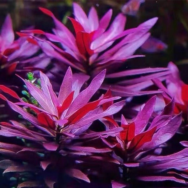 大紅葉 ( Ludwigia glandulosa ) - 森流 GreenFlow - 動植物造景專門店