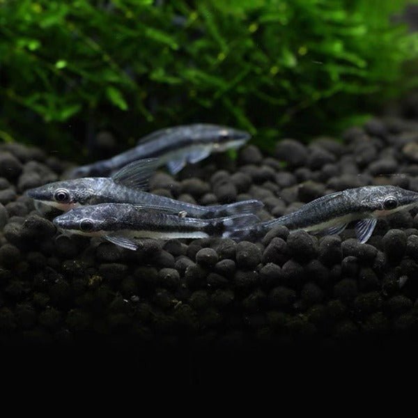 小精靈魚 ( Macrotocinclus affinis ) - 森流 GreenFlow - 動植物造景專門店